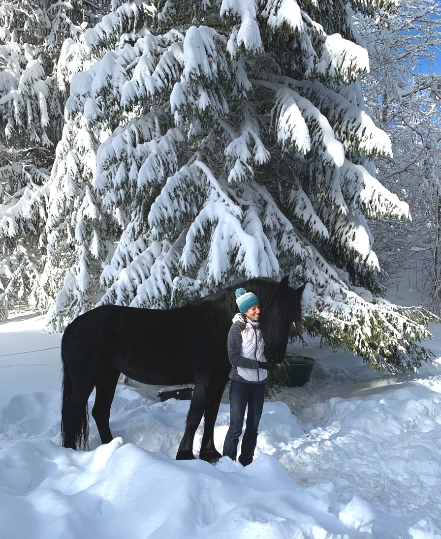 Comportementaliste équin Suisse